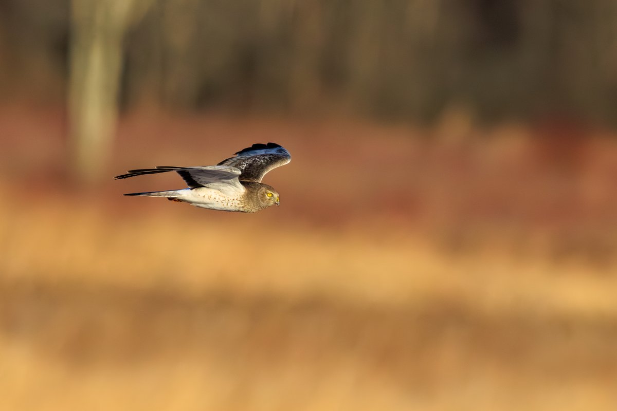 Northern Harrier