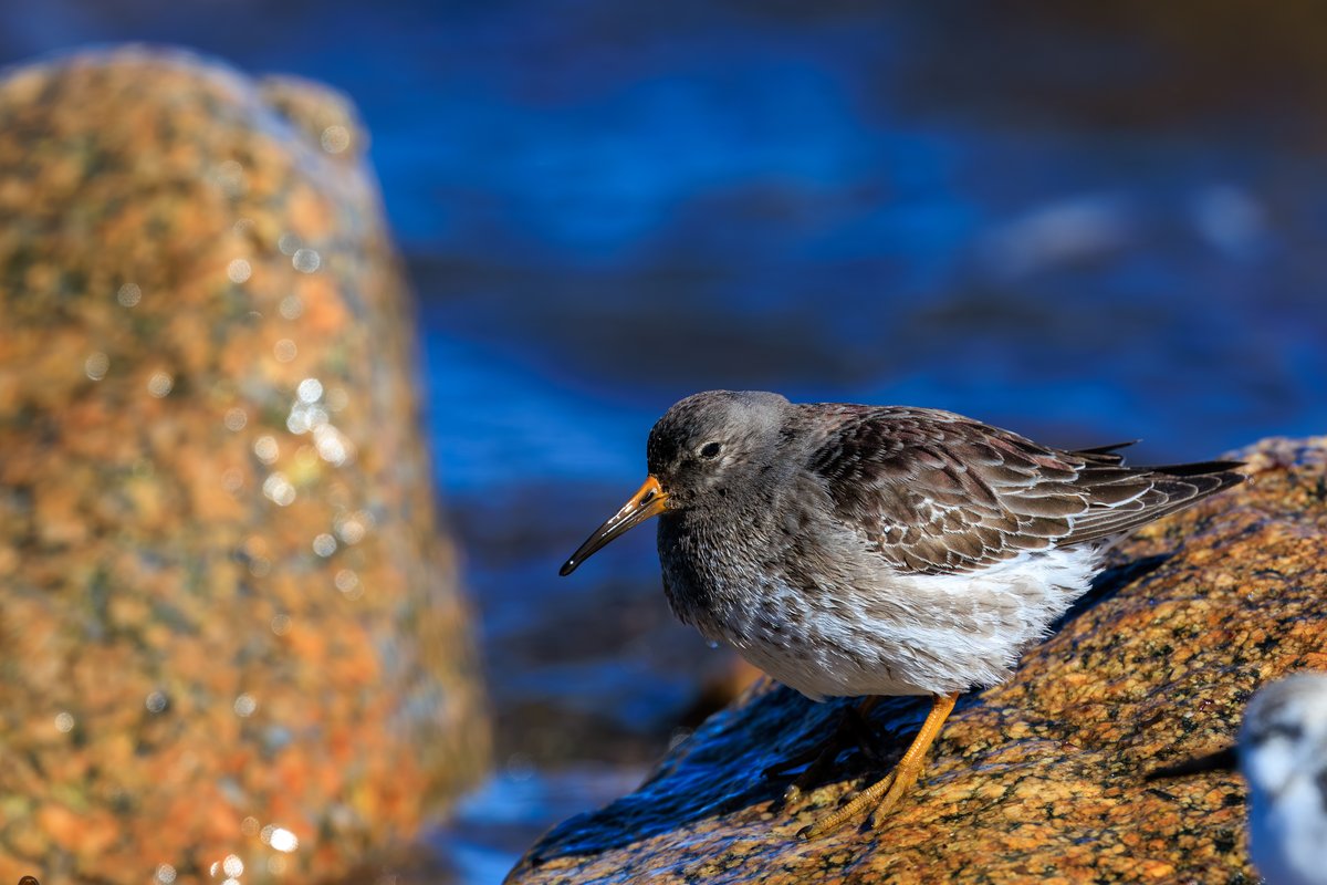 Purple Sandpiper