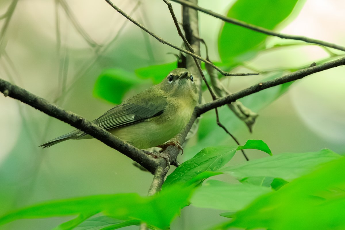 Black-throated Blue Warbler