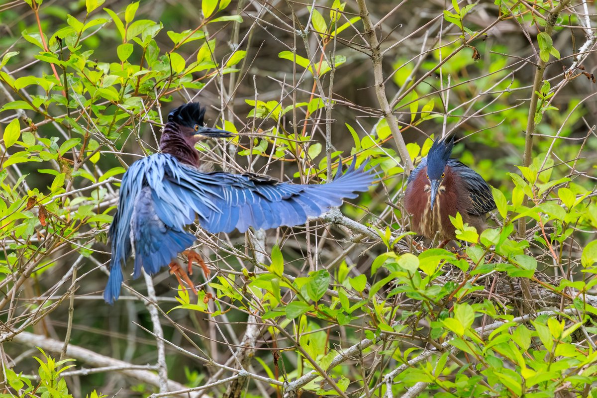 Green Heron