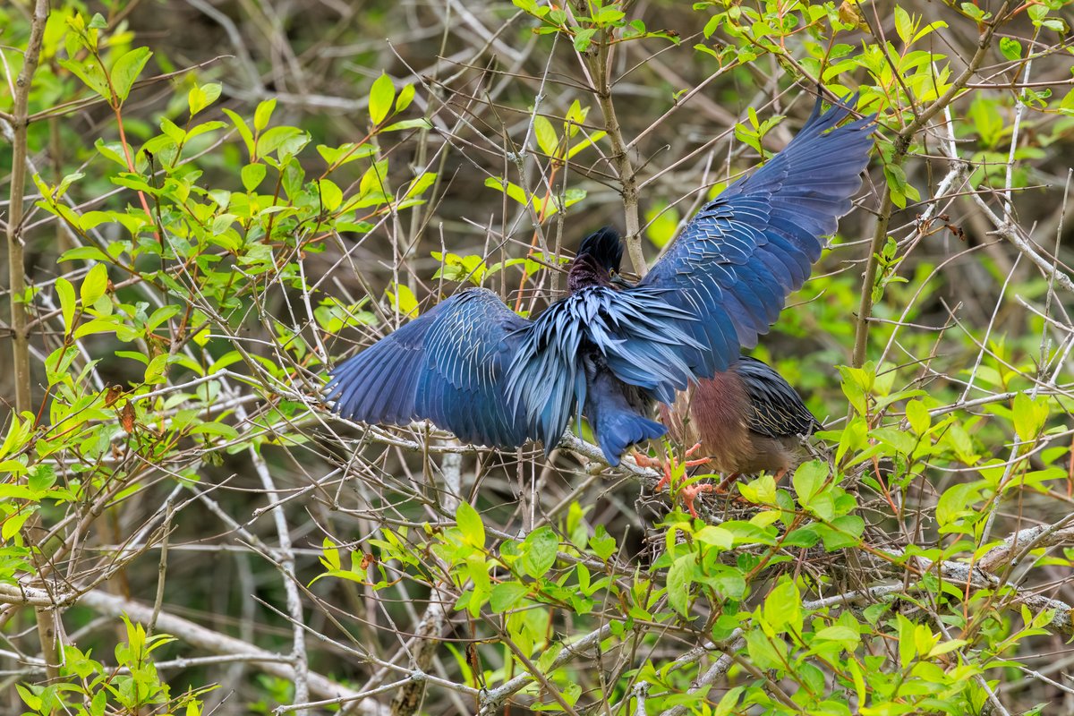 Green Heron