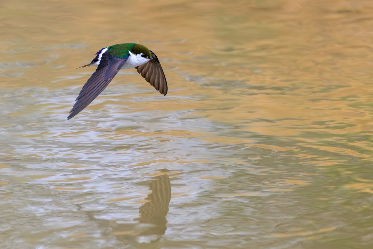 Violet-green Swallow