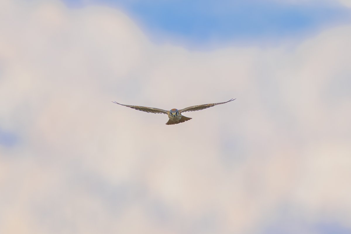 American Kestrel