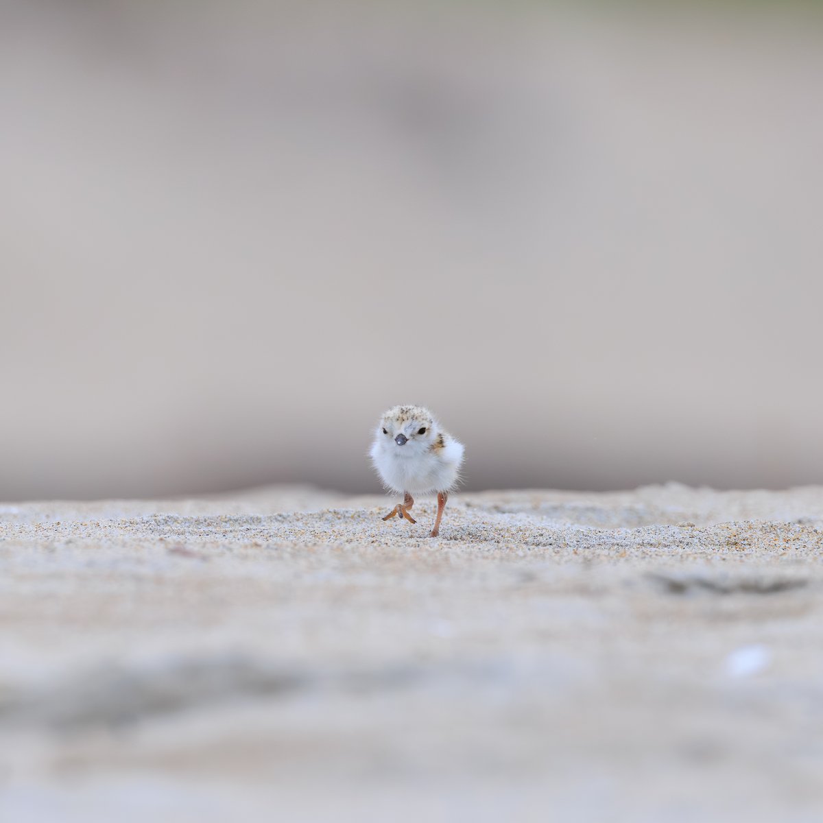 Piping Plover