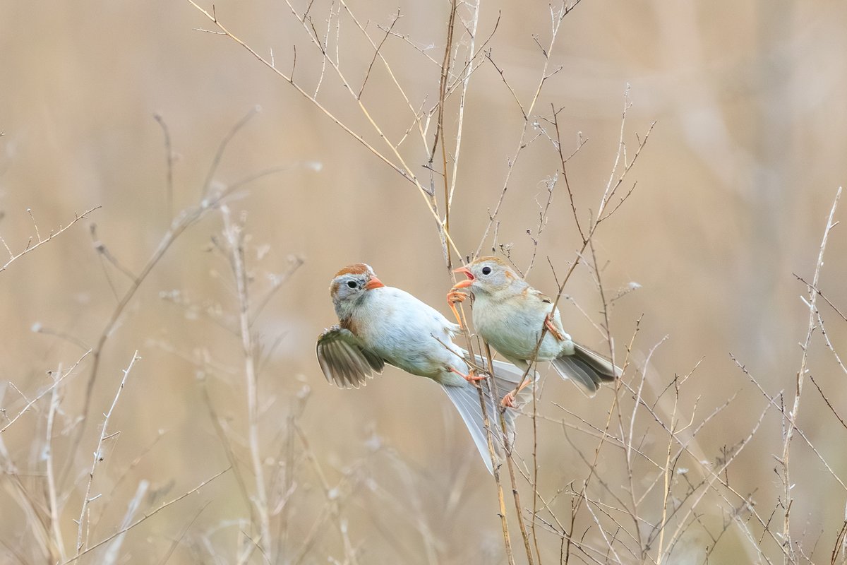 Field Sparrow