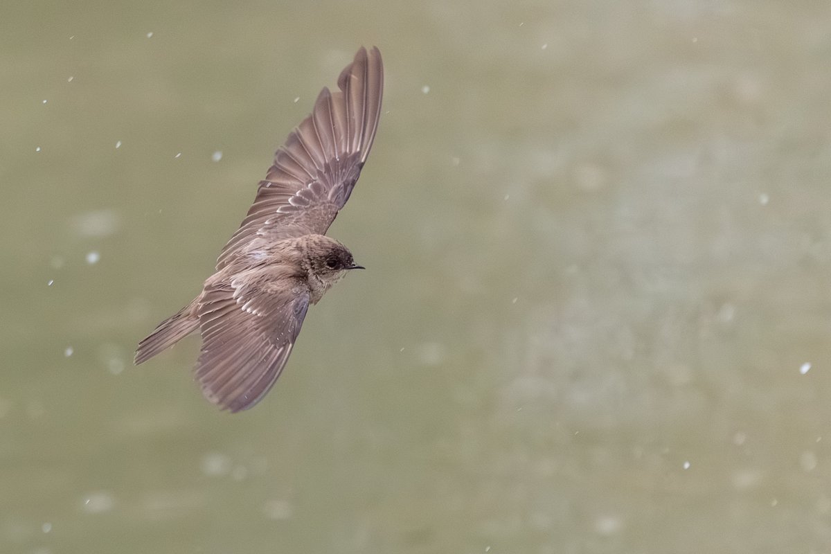 Northern Rough-winged Swallow