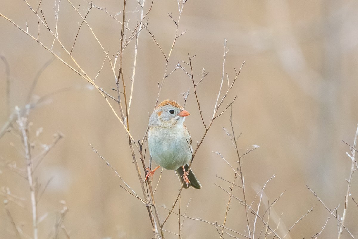 Field Sparrow