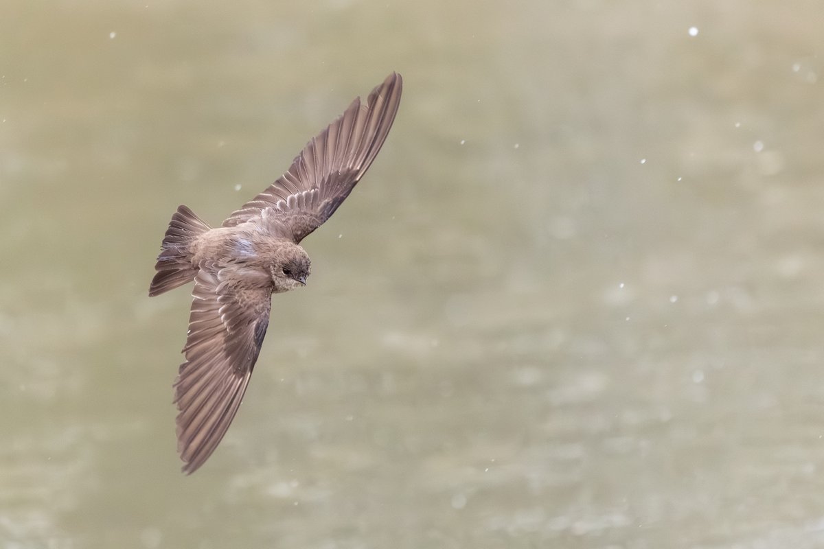 Northern Rough-winged Swallow