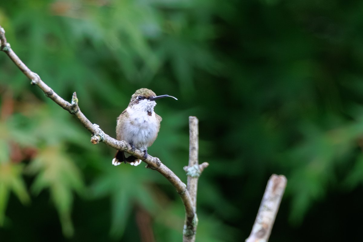Ruby-throated Hummingbird