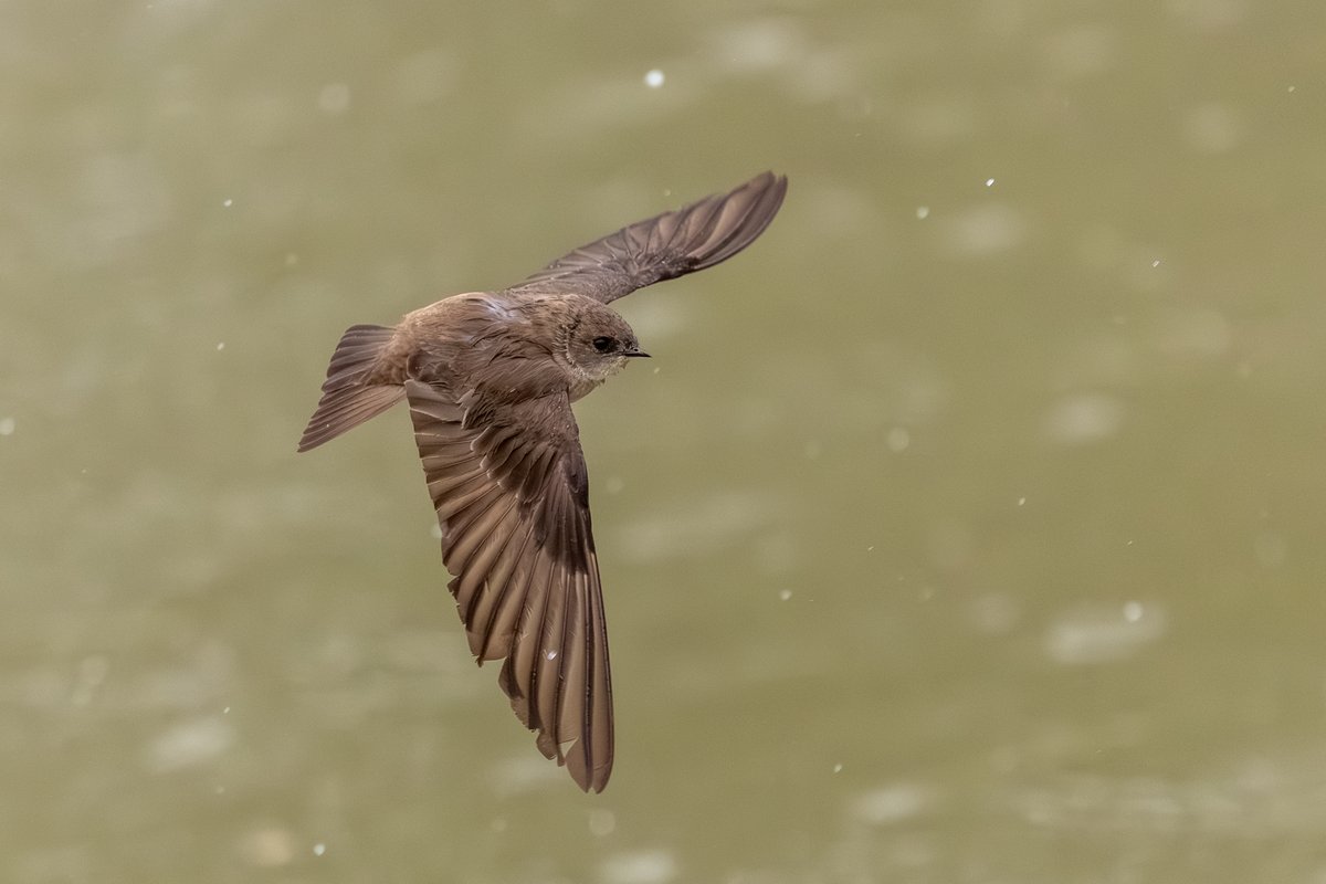 Northern Rough-winged Swallow