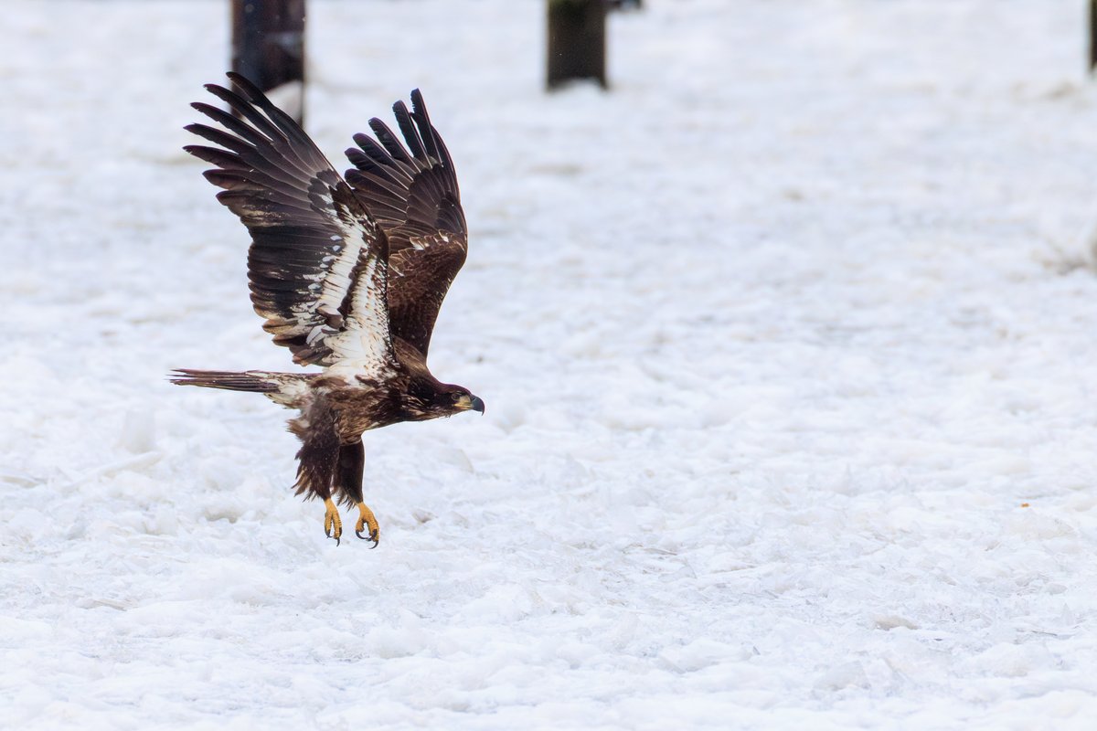 Bald Eagle