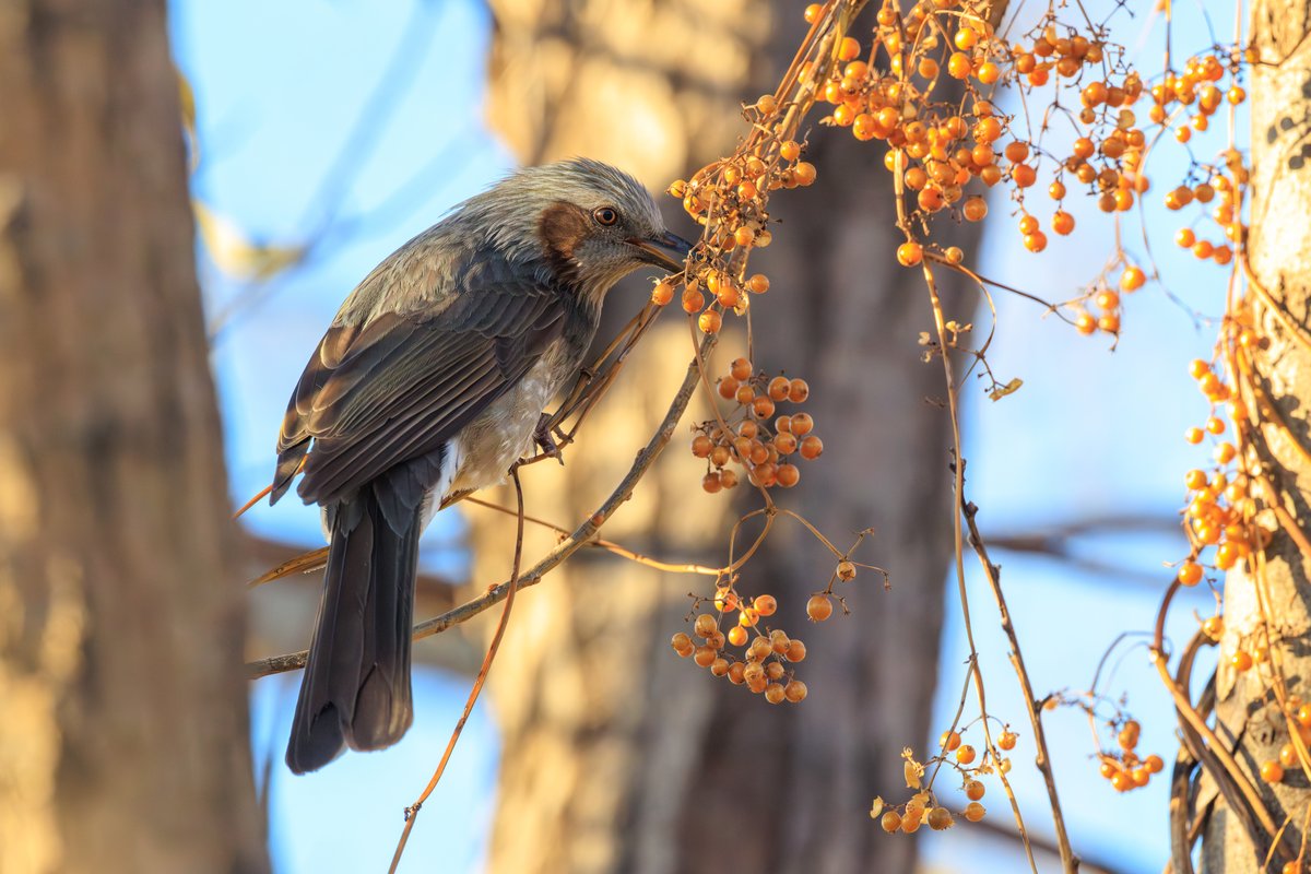 Brown-eared Bulbul