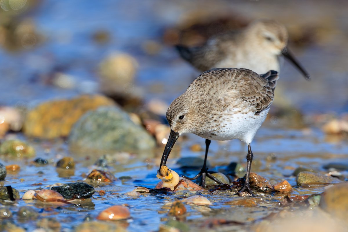 Dunlin