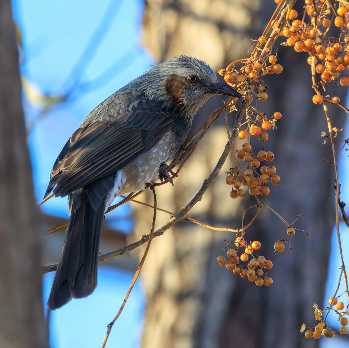 Brown-eared Bulbul