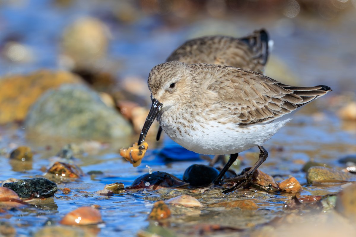 Dunlin