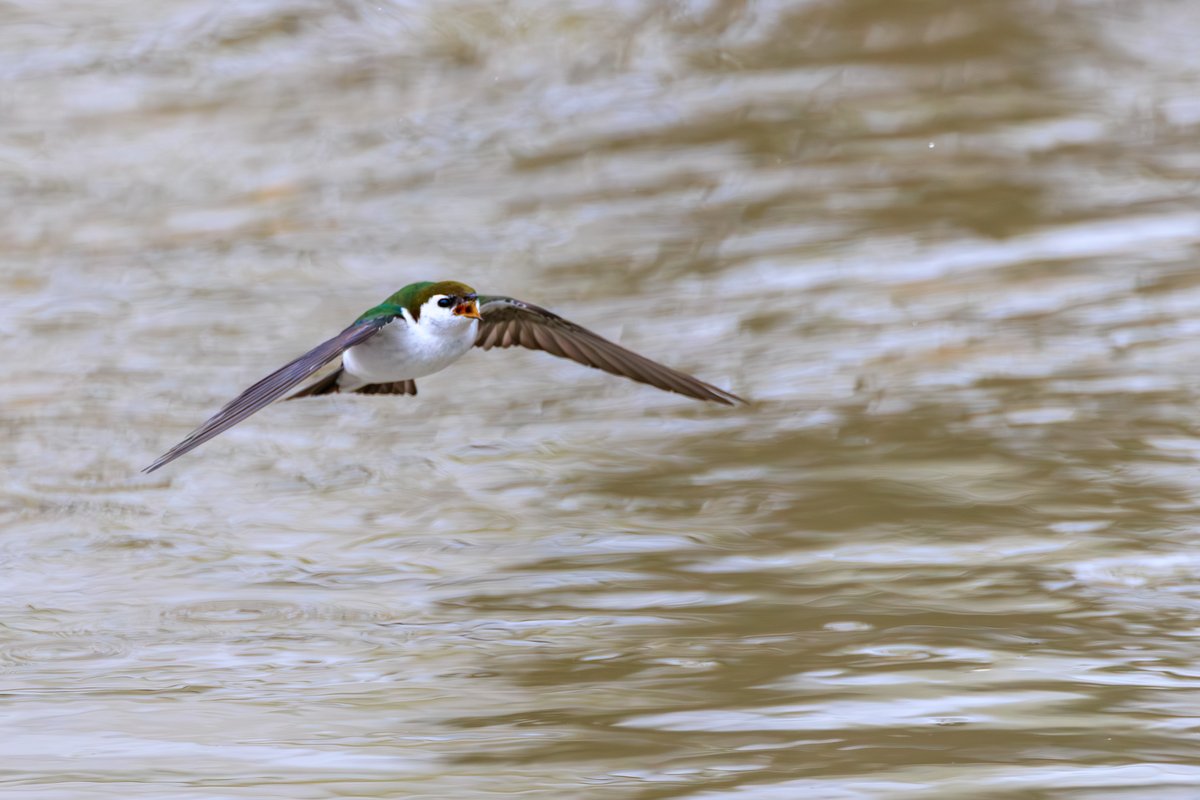 Violet-green Swallow