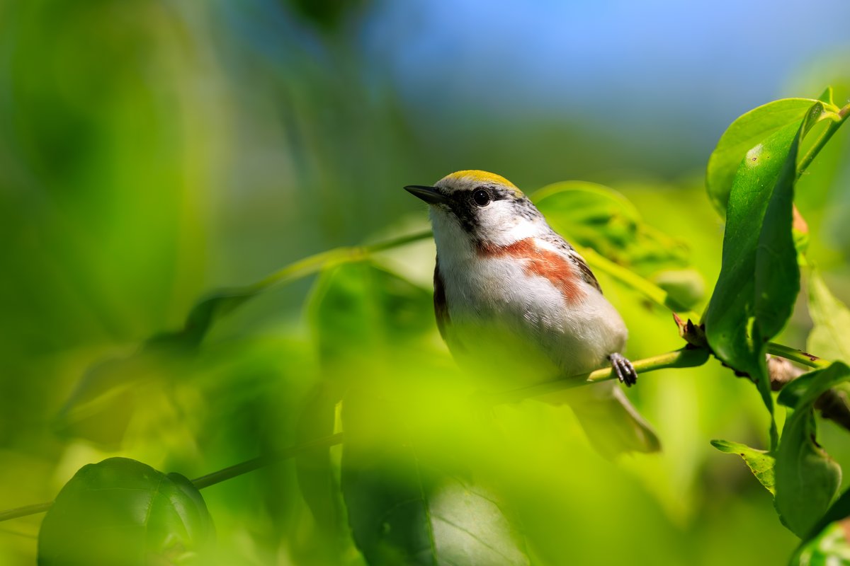 Chestnut-sided Warbler
