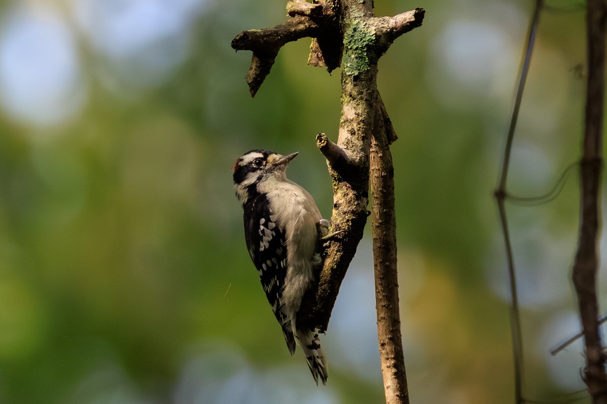Downy Woodpecker