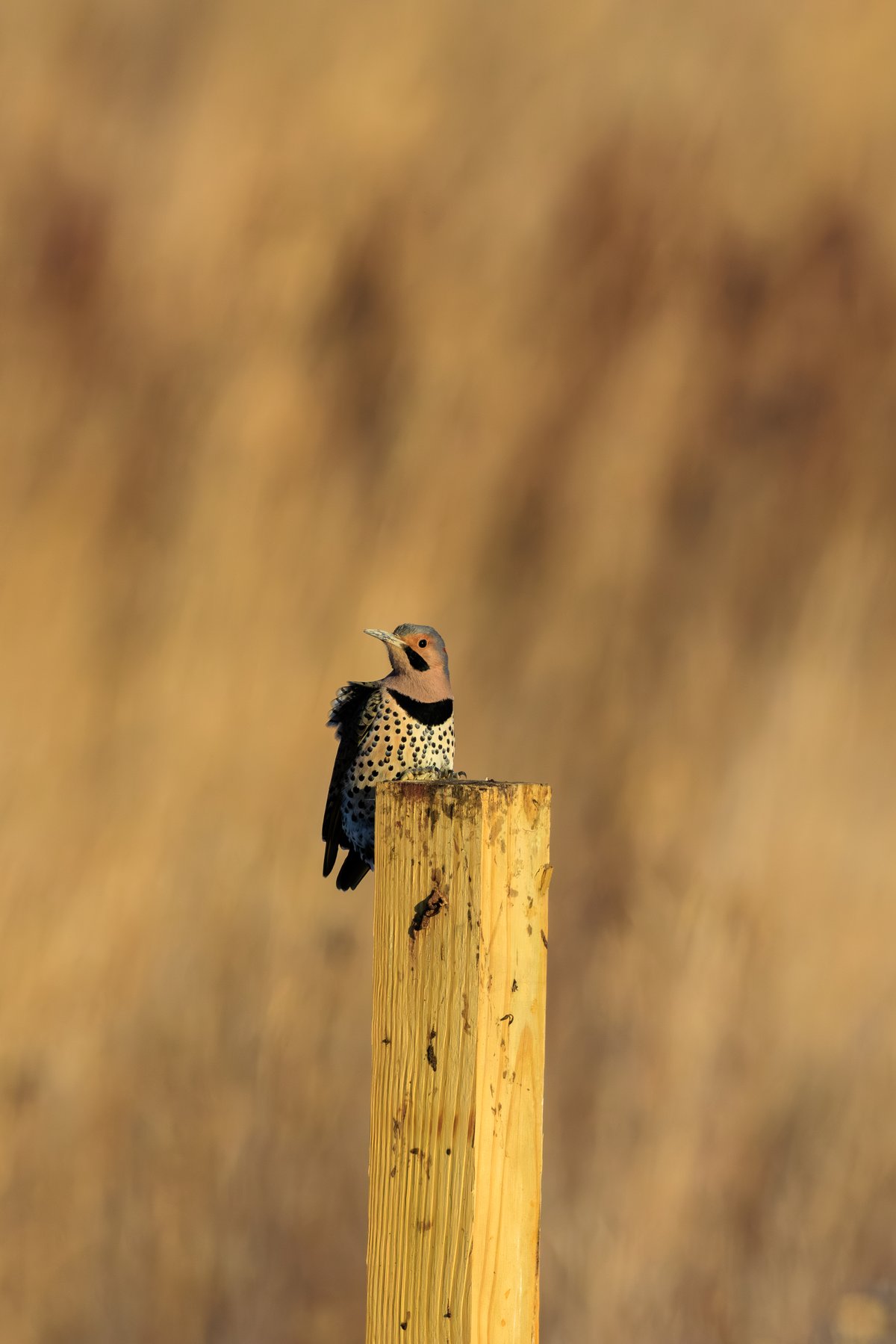Northern Flicker