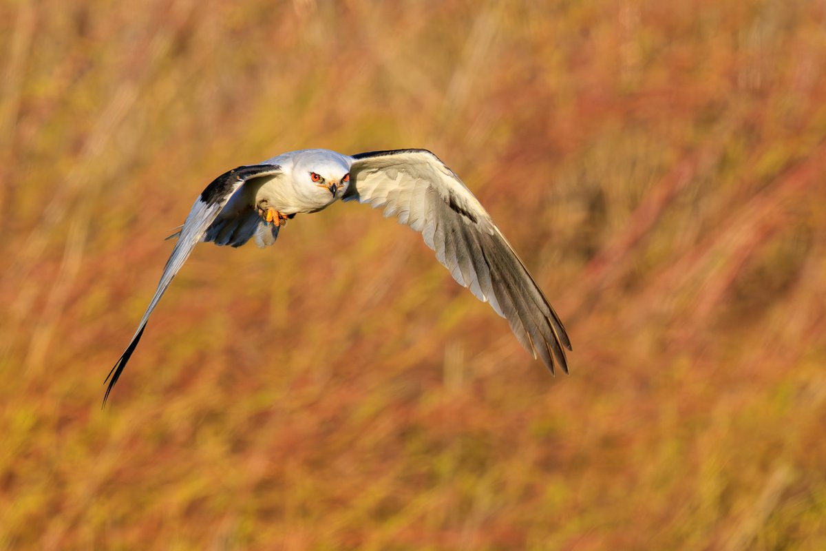 White-tailed Kite