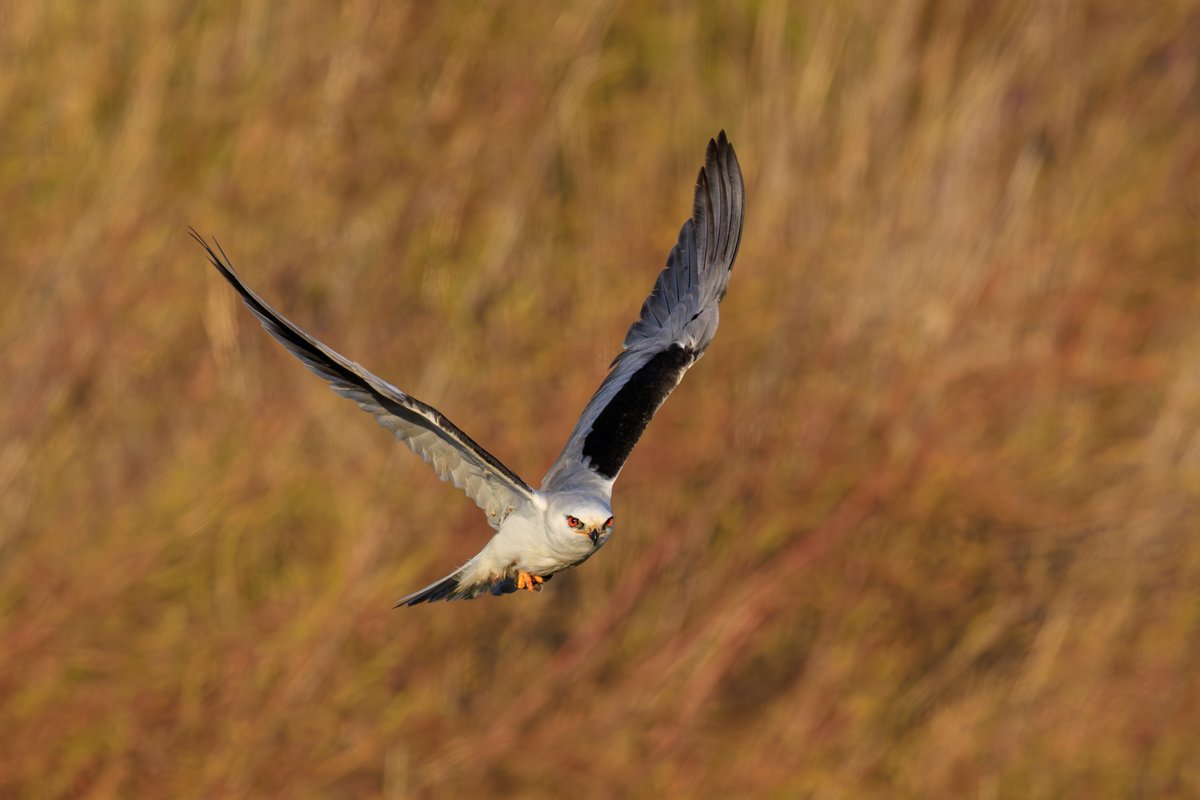 White-tailed Kite