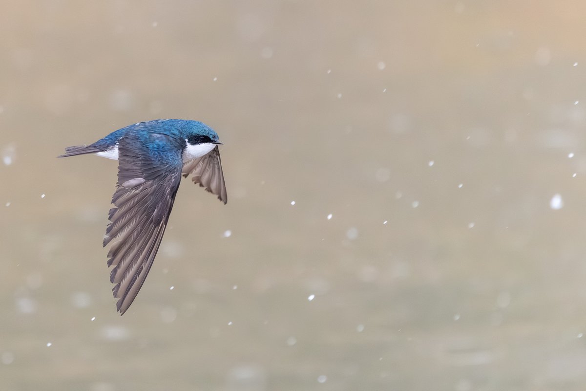 Tree Swallow