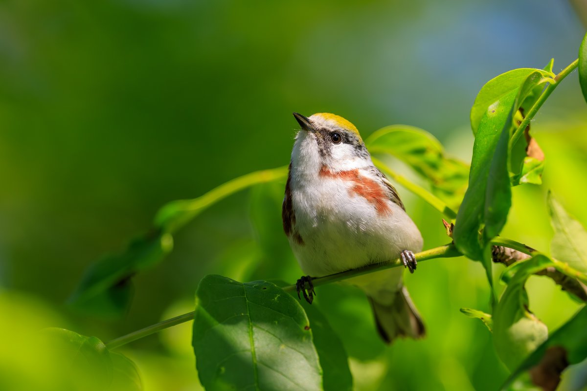 Chestnut-sided Warbler