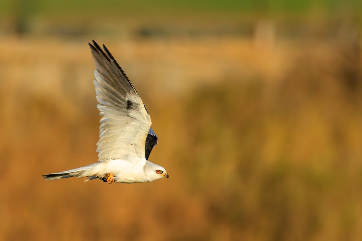 White-tailed Kite