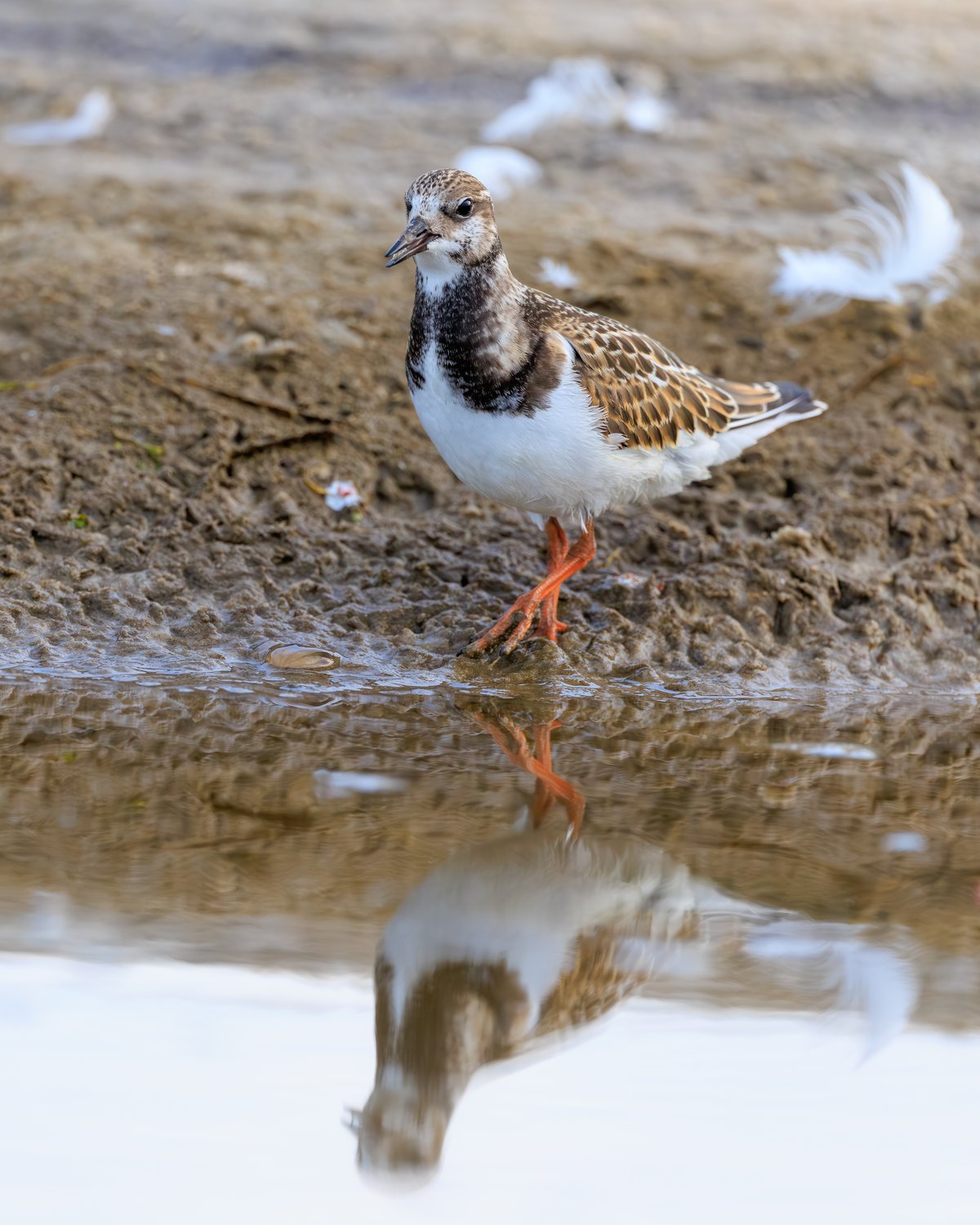 Ruddy Turnstone