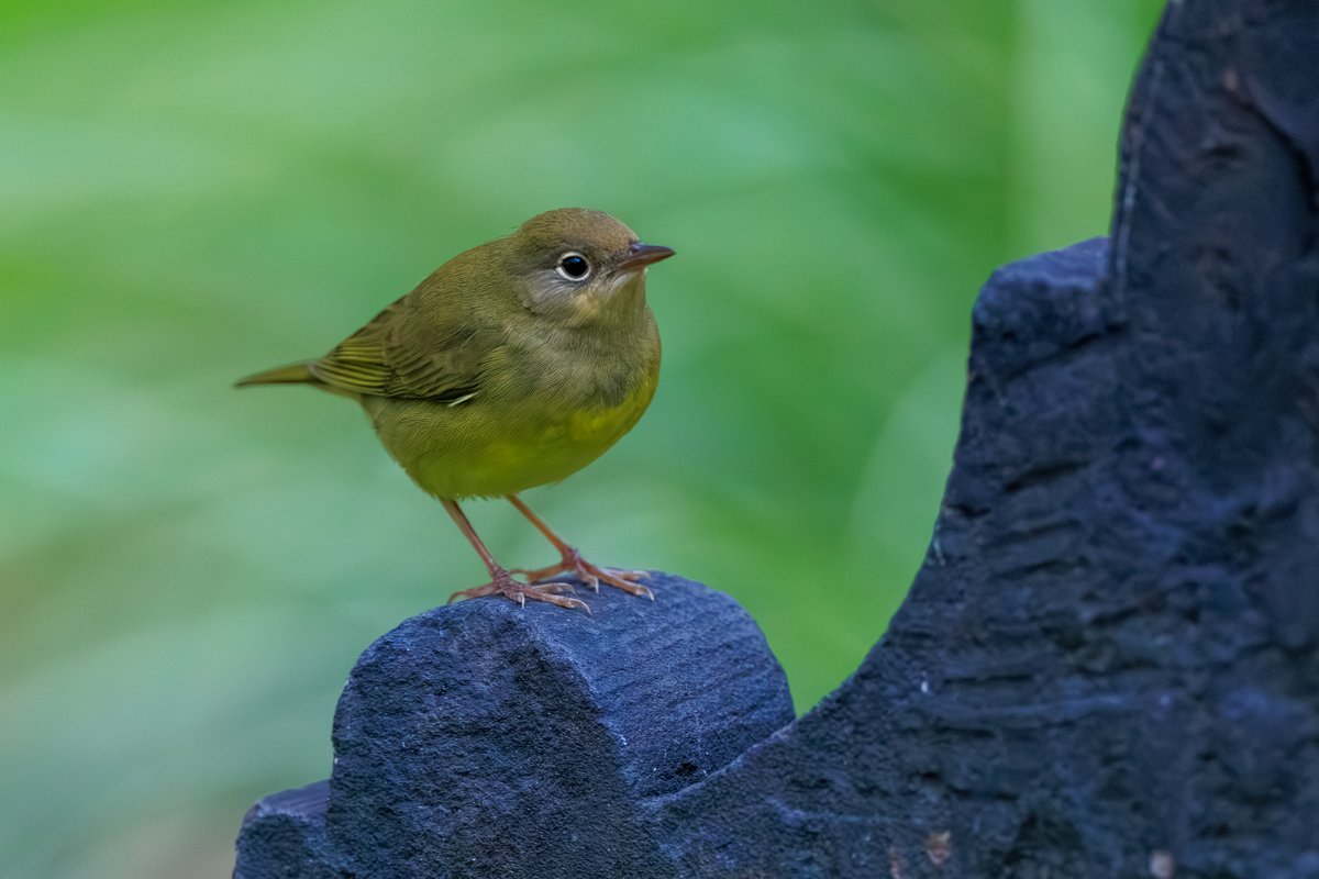 Connecticut Warbler