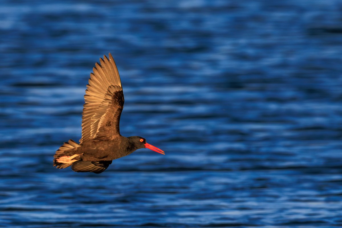 Black Oystercatcher