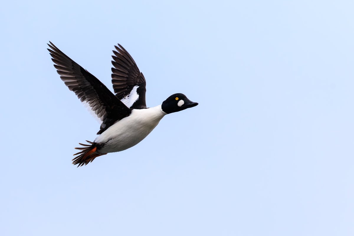 Common Goldeneye