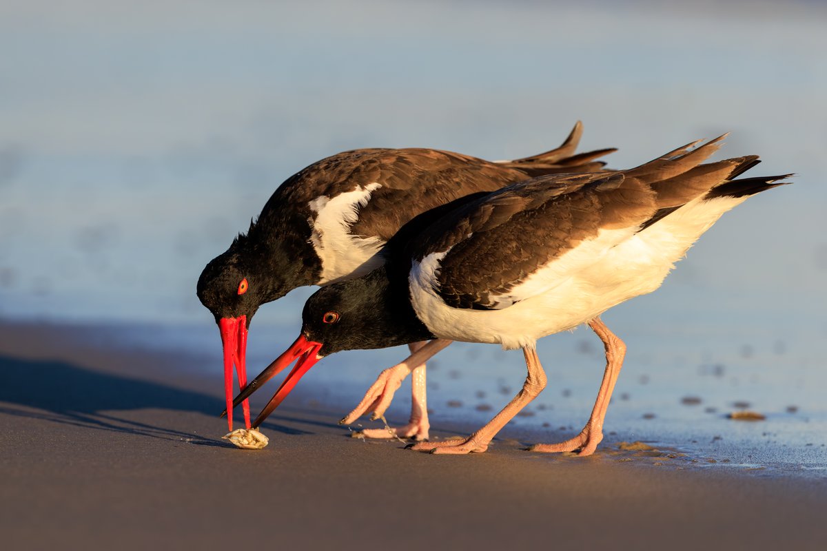 American Oystercatcher