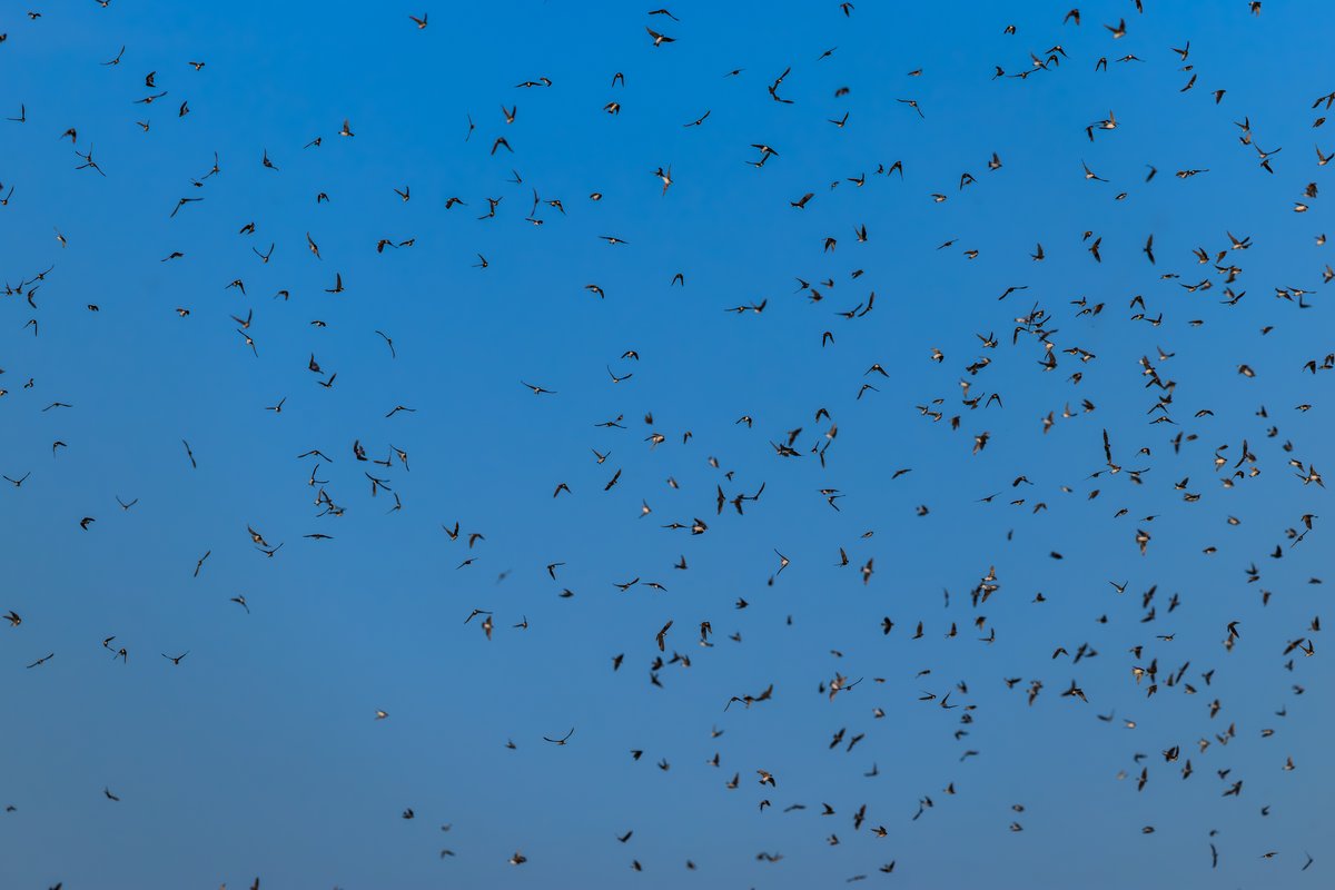 Tree Swallow