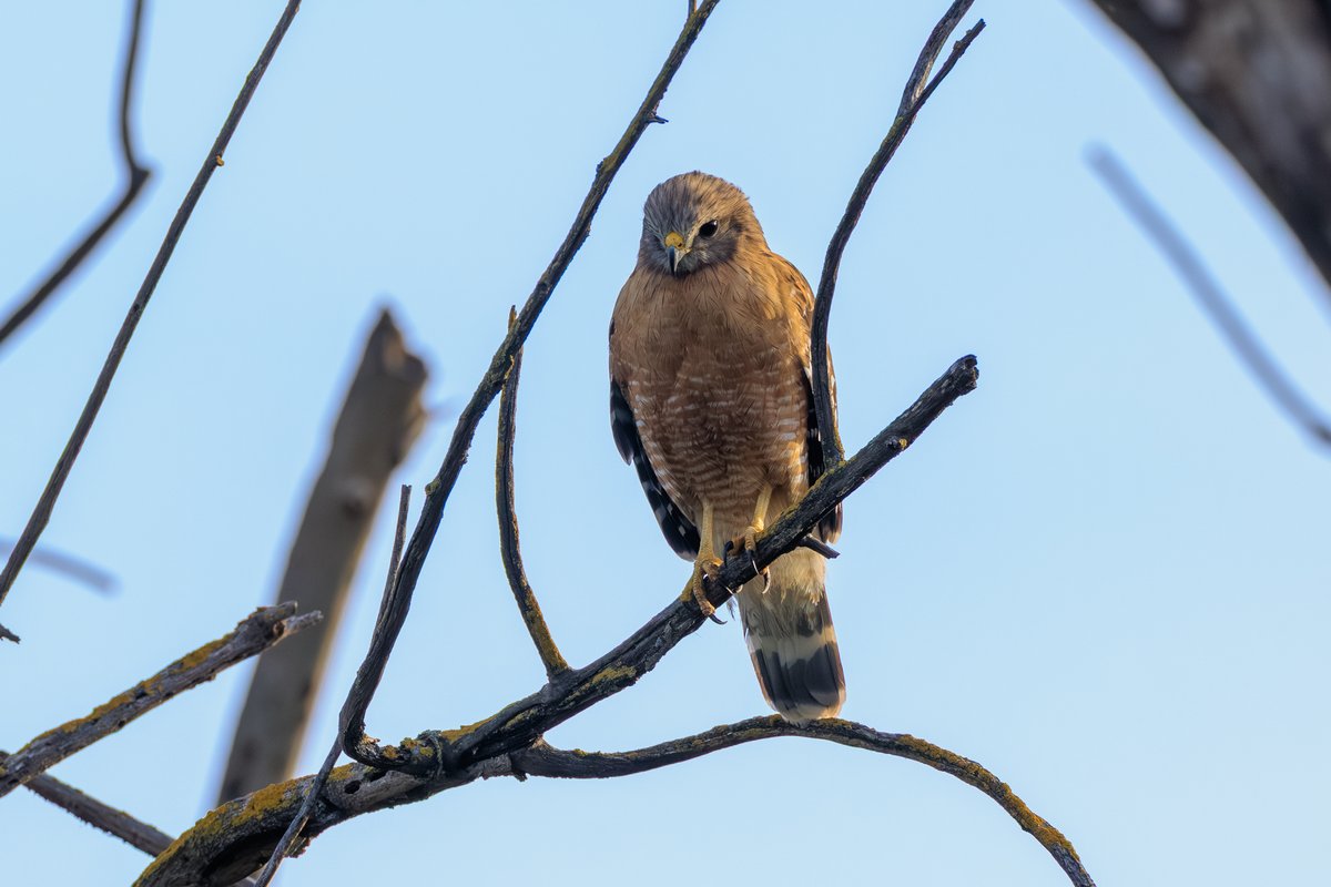 Red-shouldered Hawk