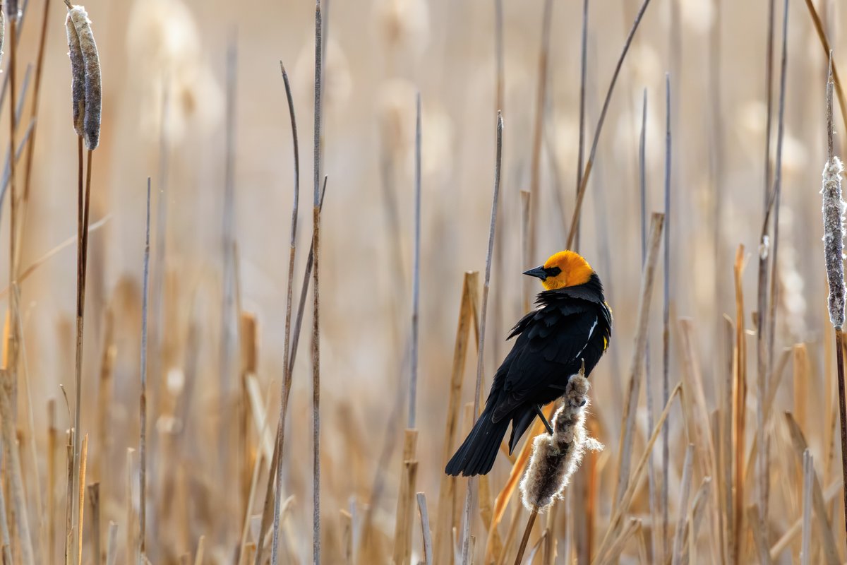 Yellow-headed Blackbird