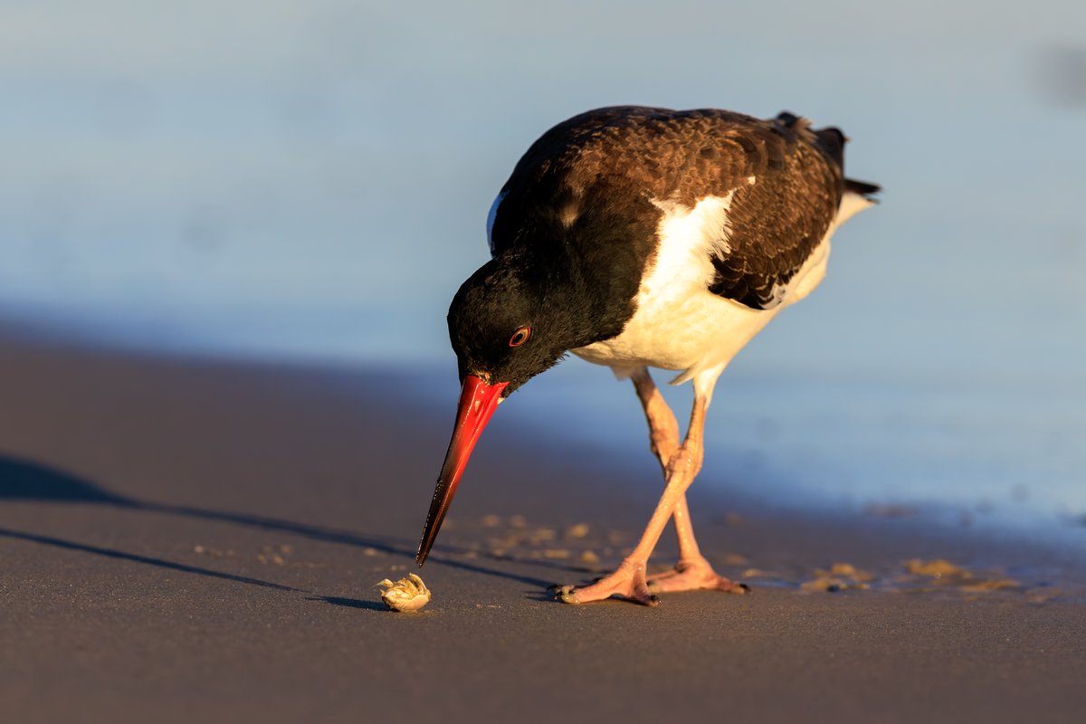 American Oystercatcher