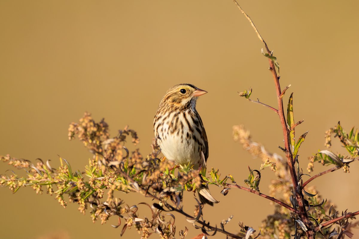 Savannah Sparrow