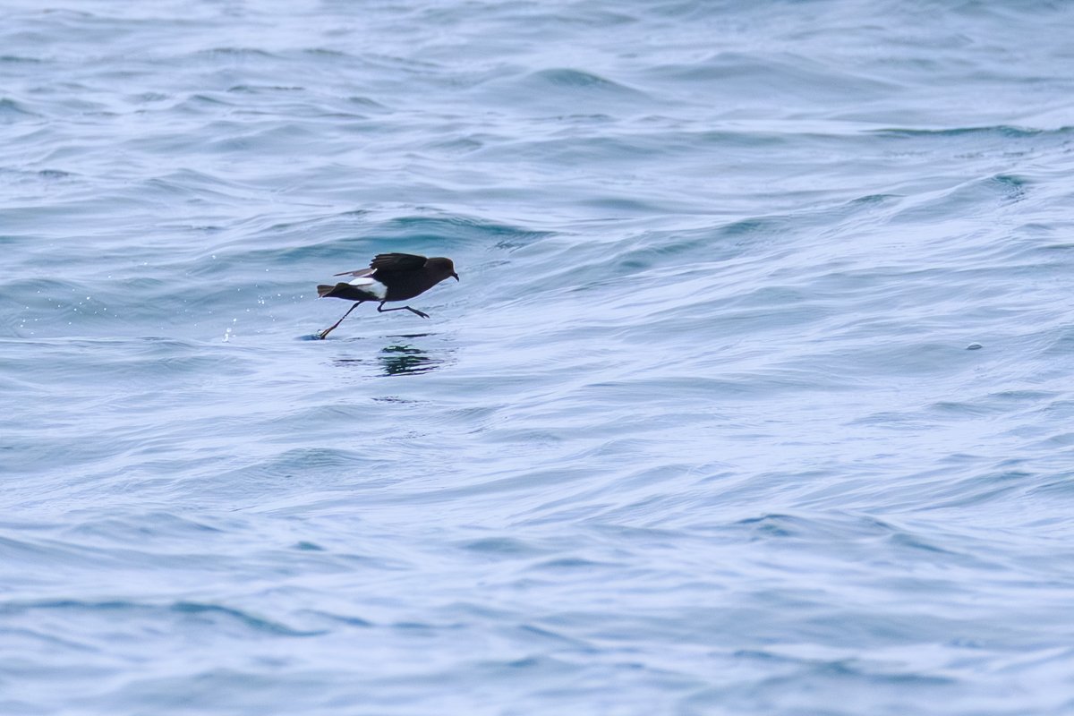 Wilson's Storm-Petrel