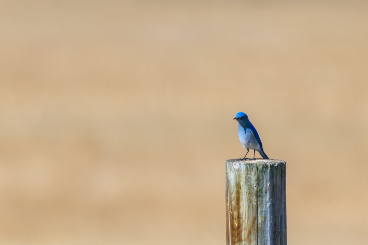 Mountain Bluebird