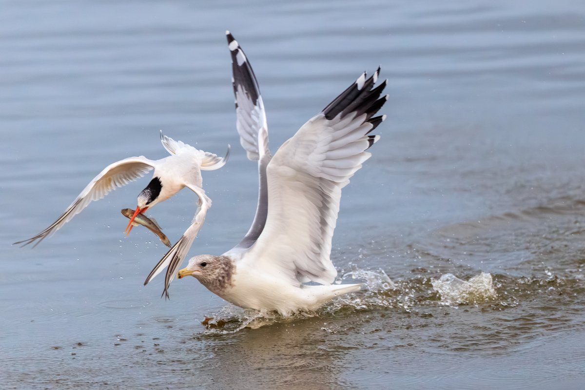 Elegant Tern