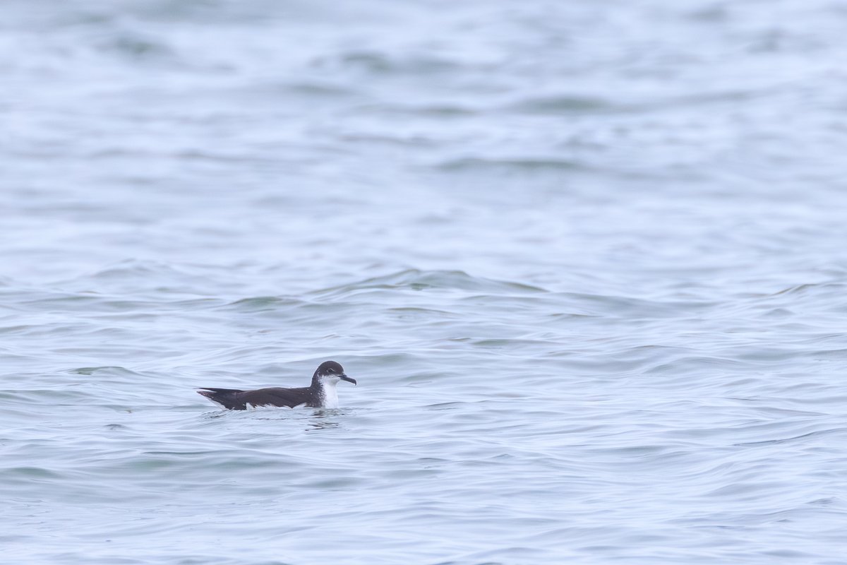Manx Shearwater