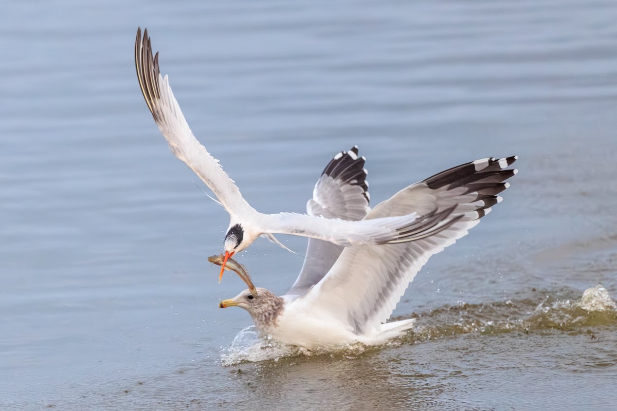 Elegant Tern