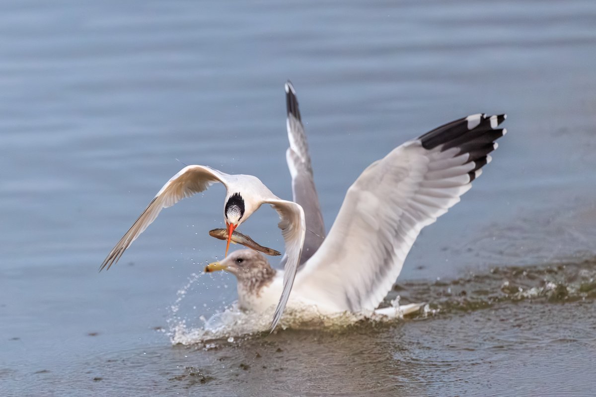 Elegant Tern