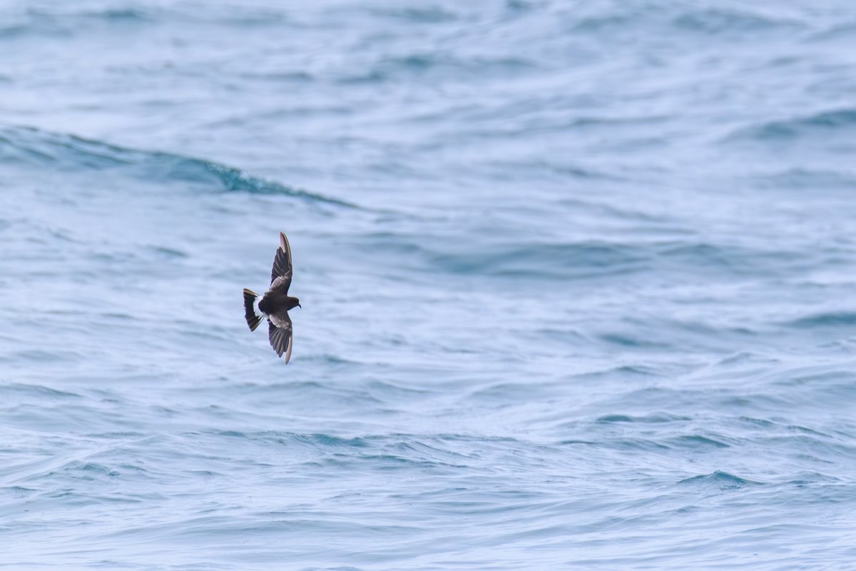 Wilson's Storm-Petrel