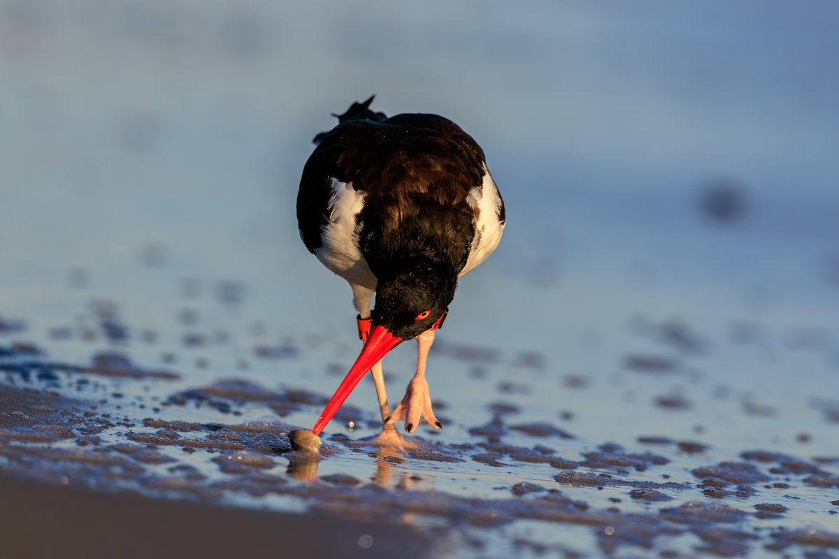 American Oystercatcher