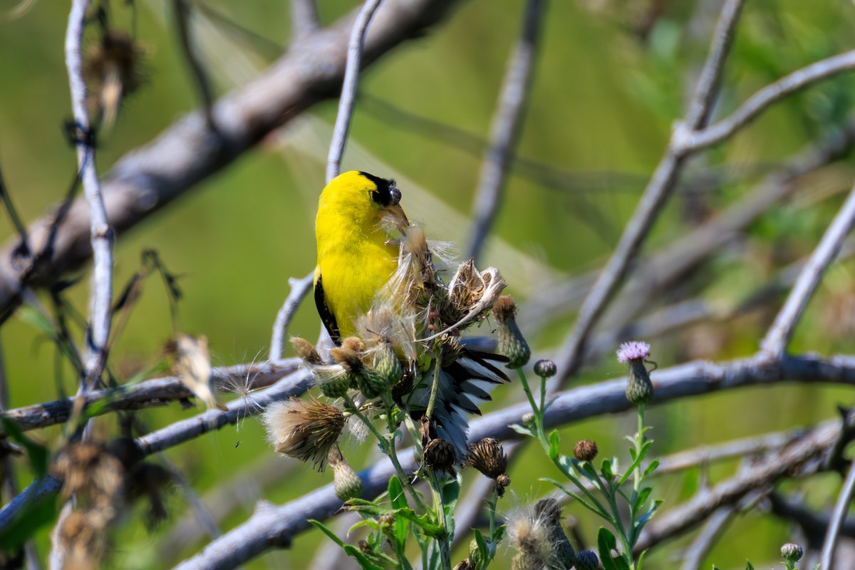 American Goldfinch