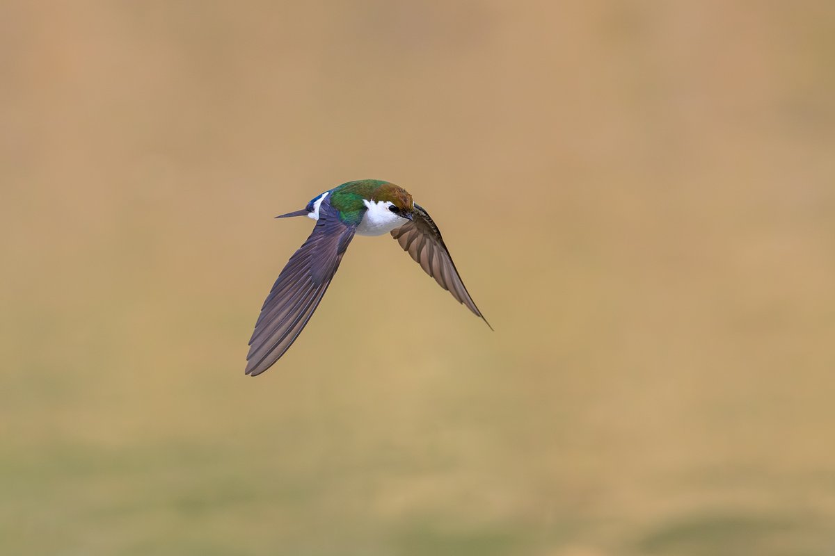 Violet-green Swallow