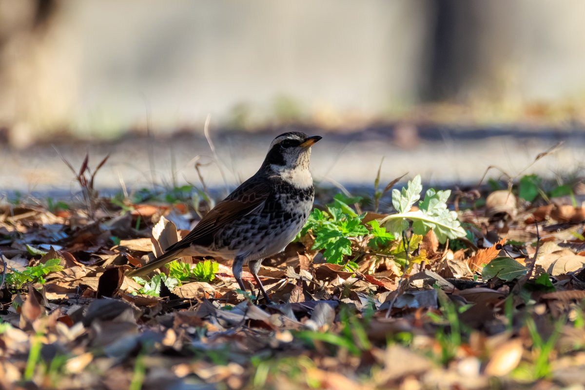 Dusky Thrush