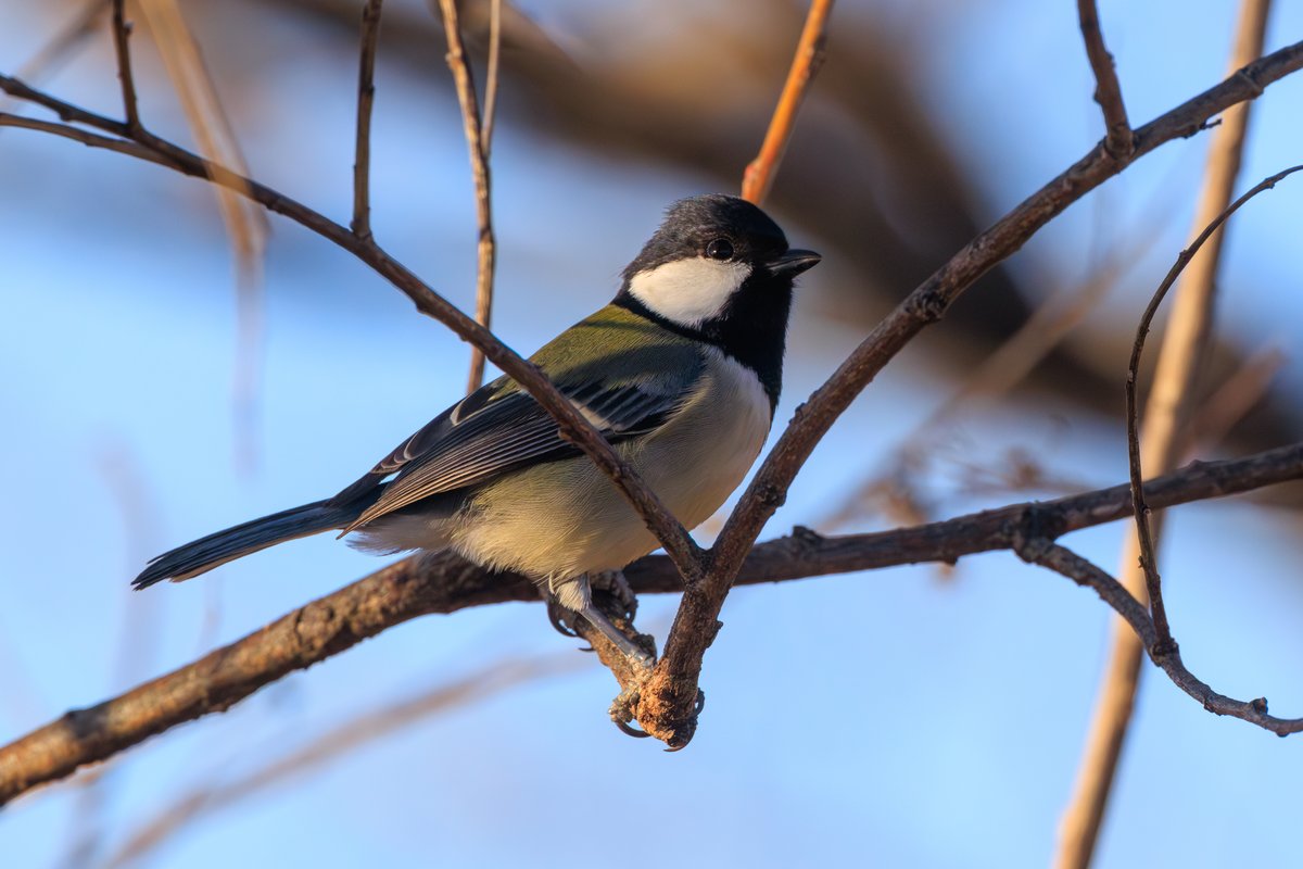 Asian Tit